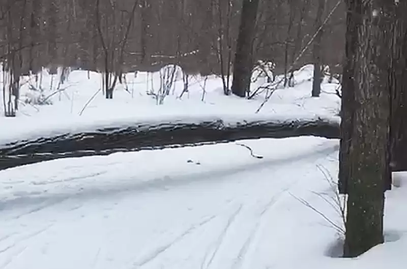 В Нижнекамске дерево упало на лыжню, где катаются дети, повредив провод