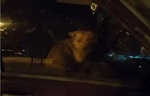 «Вместо сигнализации»: челнинка на несколько дней оставила собаку в запертом автомобиле