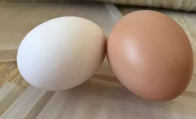 Диетолог назвала способы проверить яйца на свежесть