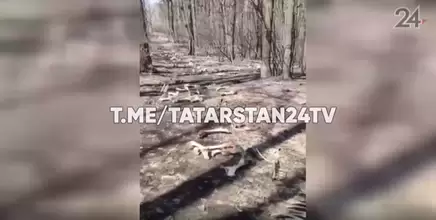 Жуткая находка: казанцы обнаружили в лесу дорогу, выложенную из костей