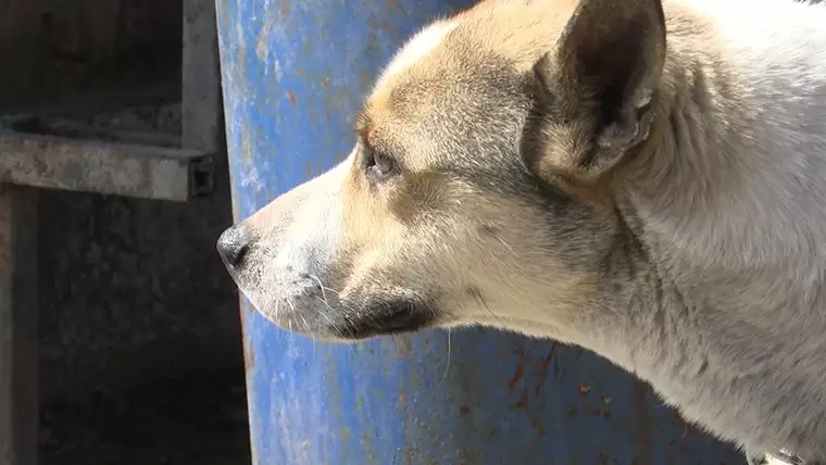 Жители села Борок Нижнекамского района опасаются за жизни детей из-за бродячих собак