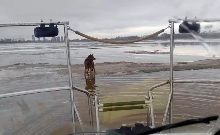 В Казани спасли собаку с дрейфующей льдины