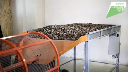 С начала года в Татарстане заготовлено 448,7 кг семян хвойных пород - НТР 24