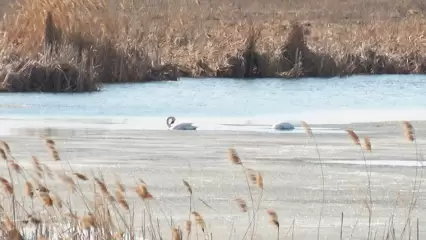 На Лебяжье озеро под Нижнекамском прилетели лебеди