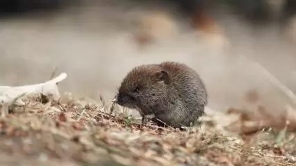 Садоводов Татарстана предупредили о нашествии мышей - НТР 24