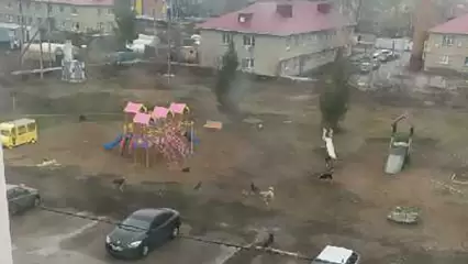 В Афанасово отловят свору собак, которая бросается на детей