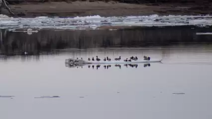Нижнекамка сняла на видео плывущих на льдине уток