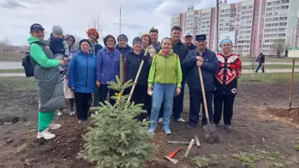 Жители Нижнекамска на средства самообложения посадили у себя во дворе голубые ели