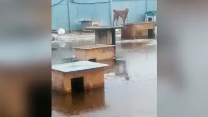 В Нижнекамске затопило приют для бездомных животных
