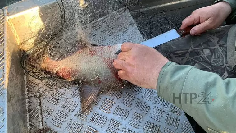 Под Нижнекамском спасли 30 кг рыбы из сетей браконьеров