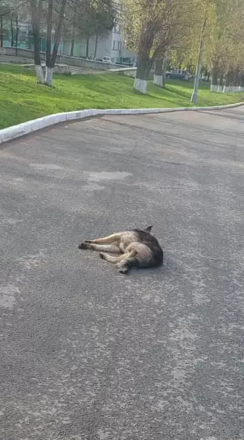 В Нижнекамском районе сбитая собака сутки пролежала на дороге в ожидании помощи, истекая кровью