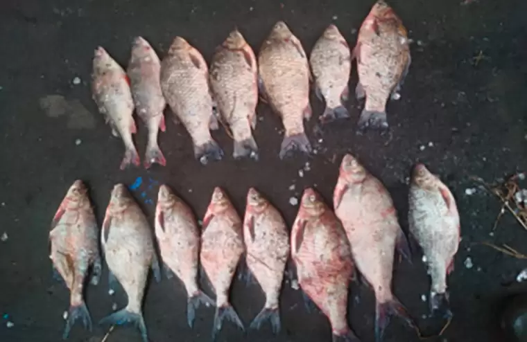 Нижнекамца задержали в Чистополе за рыбную ловлю на территории природного заказника