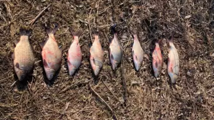 В Татарстане задержали двоих мужчин за незаконный вылов рыбы сетью - НТР 24