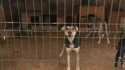 В Татарстане возбудили уголовное дело после нападения собаки на 5-летнюю девочку - НТР 24