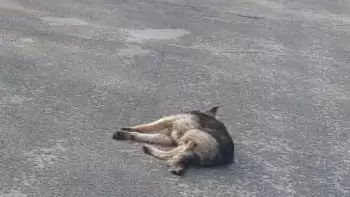 В Нижнекамском районе сбитая собака сутки пролежала на дороге в ожидании помощи, истекая кровью