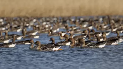 На озере Лебяжье под Нижнекамском остановились более 10 тыс. гусей, летящих на север
