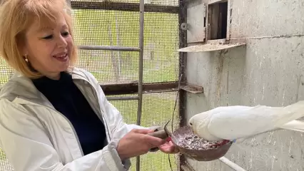 Хозяйка голубятни в Нижнекамске рассказала о загадочной болезни, которая «скосила» половину всех ее птиц