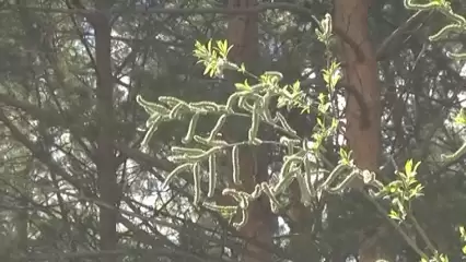 В Татарстане потеплеет до +19 градусов - НТР 24