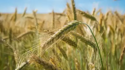 В Татарстане на посевах обнаружена хлебная полосатая блошка
