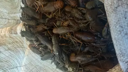 В Татарстане на Нижнекамском водохранилище поймали браконьера, выловившего полтысячи раков - НТР 24