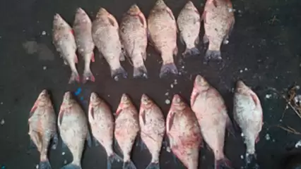 Нижнекамца задержали в Чистополе за рыбную ловлю на территории природного заказника