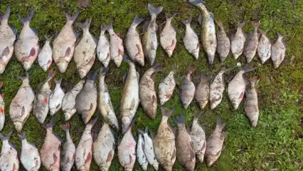 Нижнекамец может получить 2 года тюрьмы за рыбалку на реке Зай