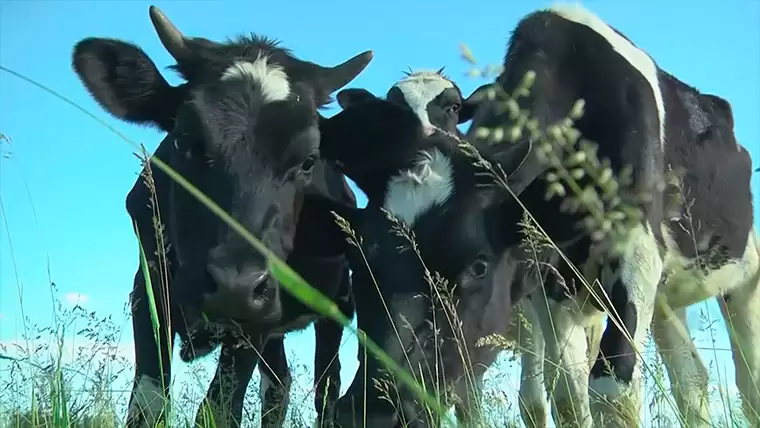 В селе под Челнами произошла кража коров на 240 тысяч рублей