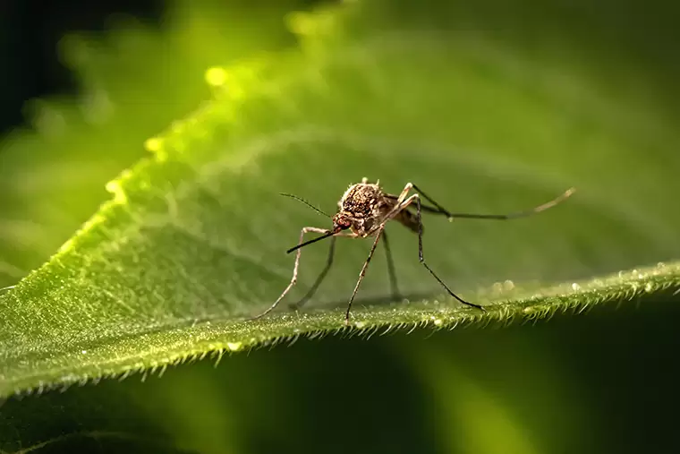 Ученый КФУ рассказал, когда комары проявляют наибольшую активность