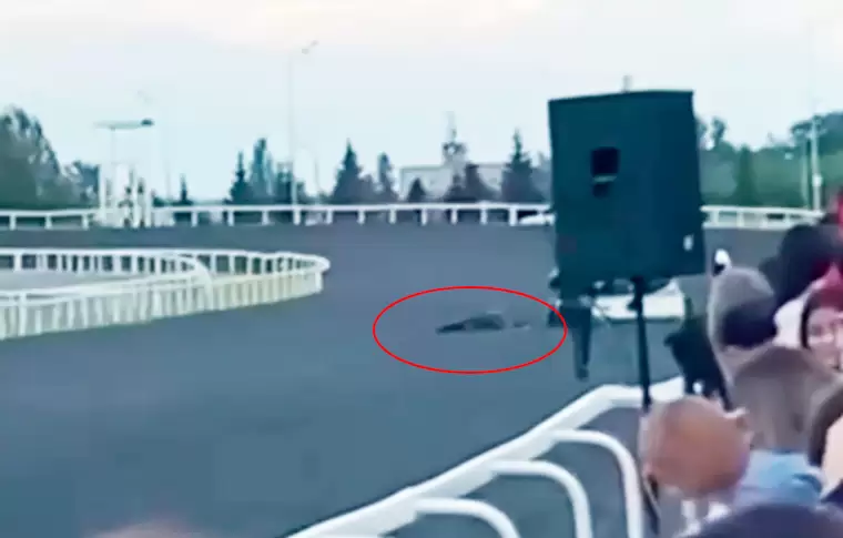 На казанском ипподроме во время скачек умерла лошадь