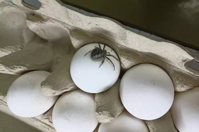 Жительница Нижнекамска обнаружила огромного паука в упаковке яиц