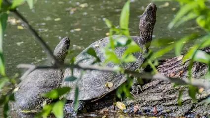 Фотограф обнаружил исчезнувший в Татарстане вид черепах
