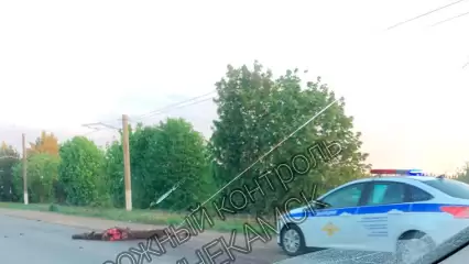 В промзоне Нижнекамска насмерть сбили лося - НТР 24