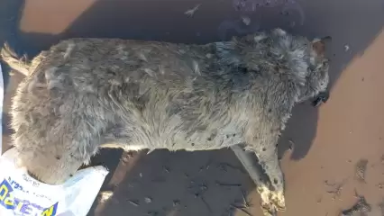 В Нижнекамском районе застрелили бездомную собаку, решается вопрос о возбуждении уголовного дела - НТР 24