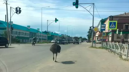 По дорогам Буинска гуляет страус - НТР 24