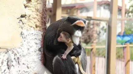В казанском зоопарке в семействе мартышек родился детеныш