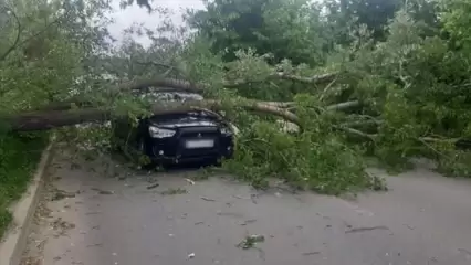 В Татарстане на иномарку упало дерево, водитель оказался в ловушке