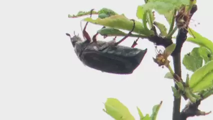 Нашествие хрущей в Нижнекамском районе вынуждает дачников продавать огороды - НТР 24