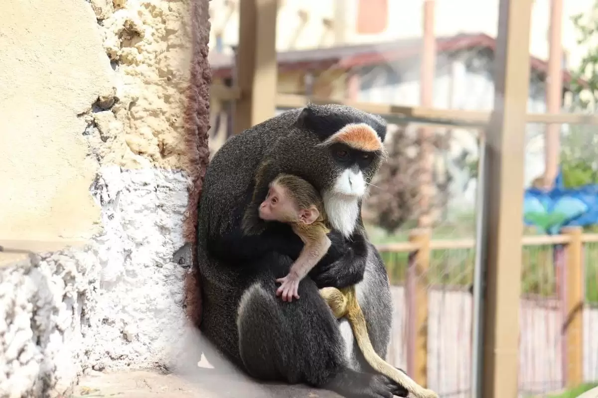В казанском зоопарке в семействе мартышек родился детеныш