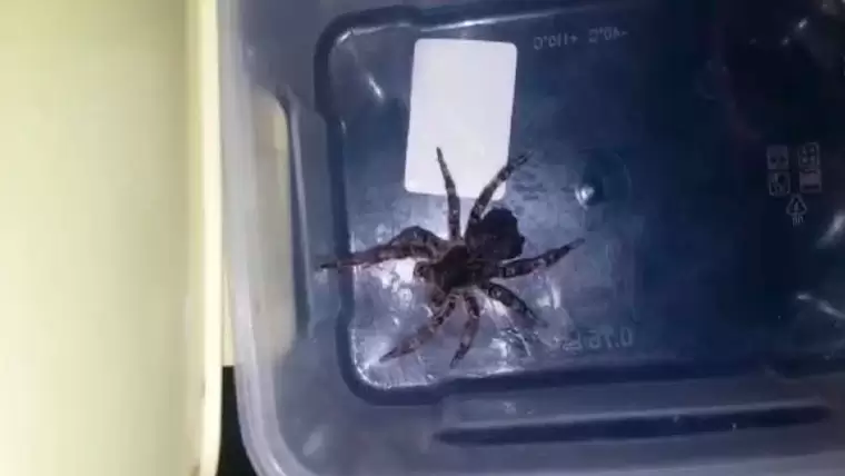 Нижнекамцы нашли ядовитого южнорусского тарантула на своём участке в деревне
