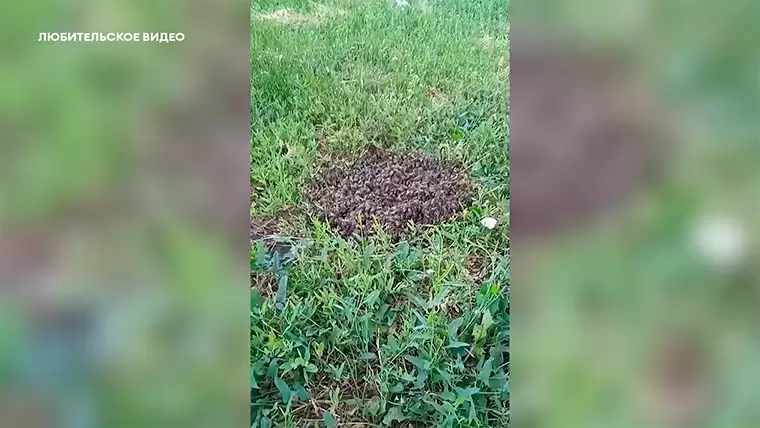 Жители Нижнекамска заметили скопление пчел на газоне