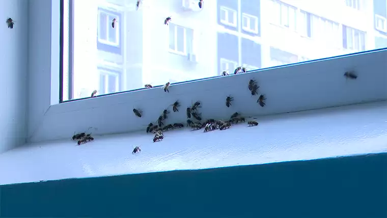 В Нижнекамске рой пчёл превратил жилой подъезд в улей