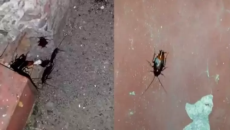 «Возле подъезда чуть тараканы не съели»: нижнекамец показал нежелательных соседей, торчащих из всех щелей