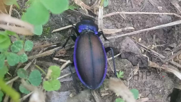 В Азнакаевском районе обнаружили краснокнижного жука – жужелицу фиолетовую