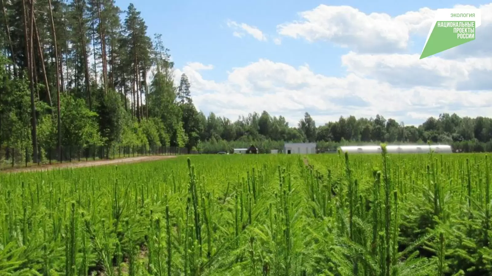 В 2022 году в лесных питомниках Татарстана вырастят не менее 31 млн сеянцев