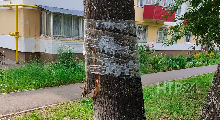 В Нижнекамске сломанное дерево держится на скотче