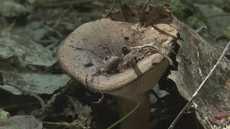 Четыре грибника в Нижнекамске попали в больницу с опасным заболеванием после похода в лес