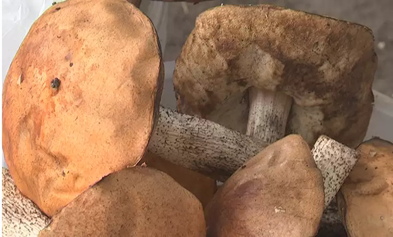 В Нижнекамске женщина и два ее гостя отравились грибами - один человек в реанимации