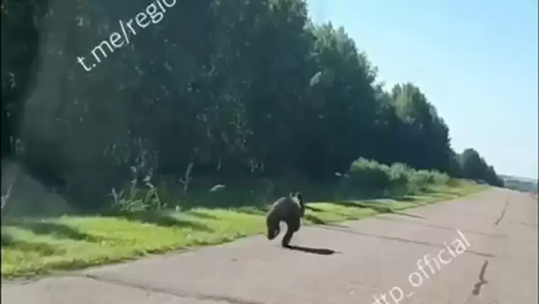 В Татарстане на видео сняли бегущего вдоль дороги медвежонка