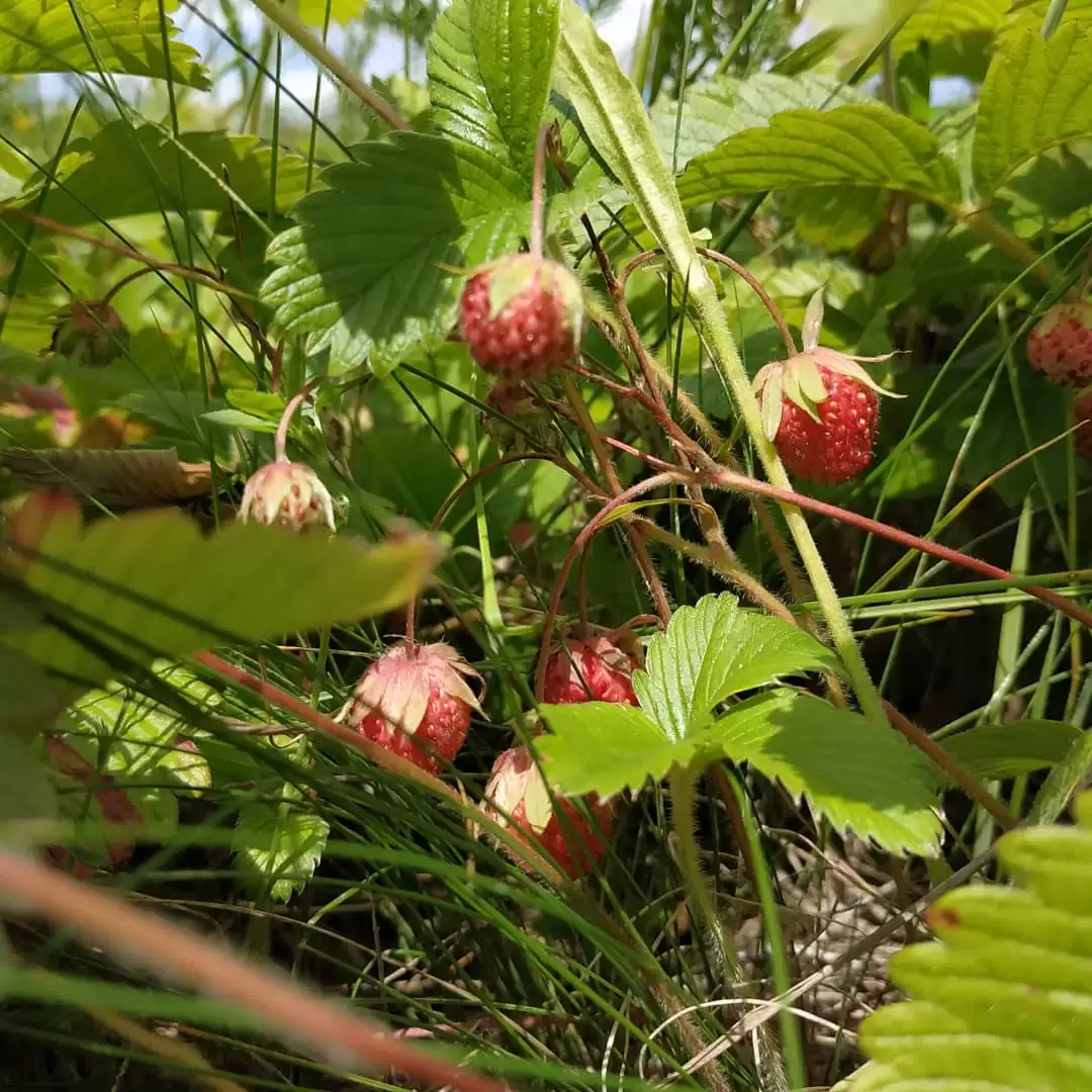 Большинство опрошенных НТР 24 чаще всего собирают ягоды в Нижнекамском районе