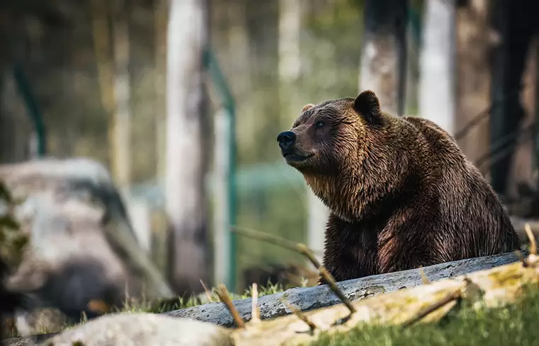 В казанском зоопарке рассказали, как медведи спасаются от жары